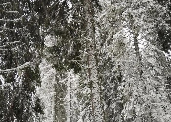 Апартамент за гости в *